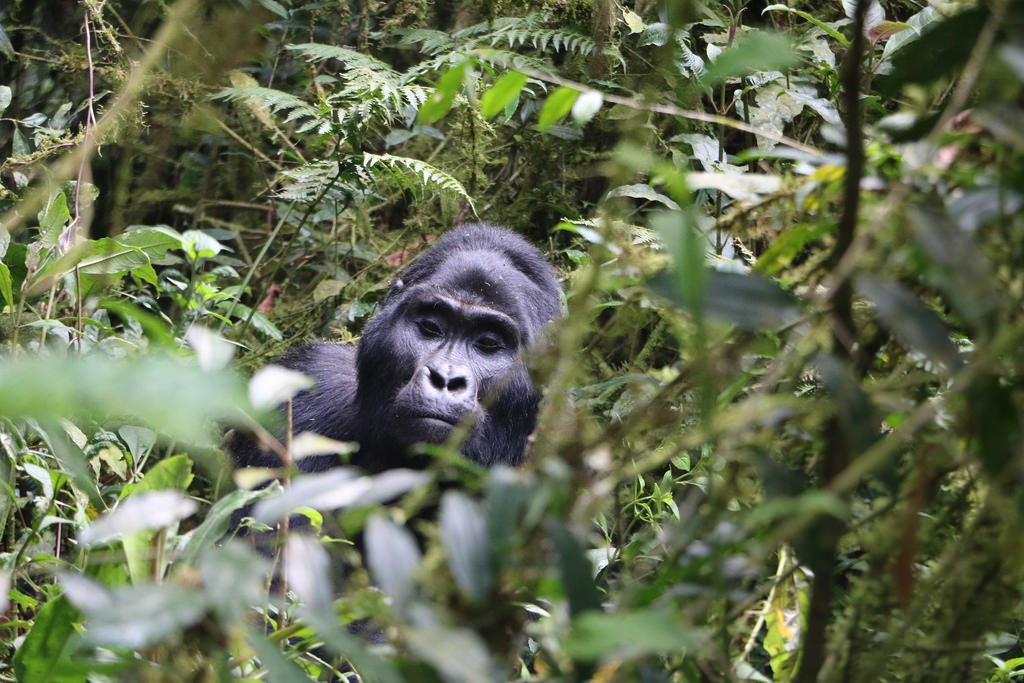 Go Gorilla Trekking On Budget