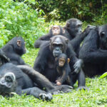 Kibale Forest Chimpanzee