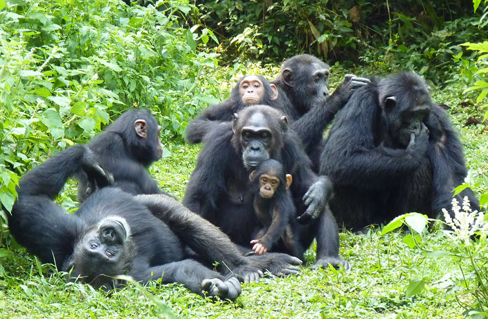 Meet the Gorillas & Chimpanzees in Uganda