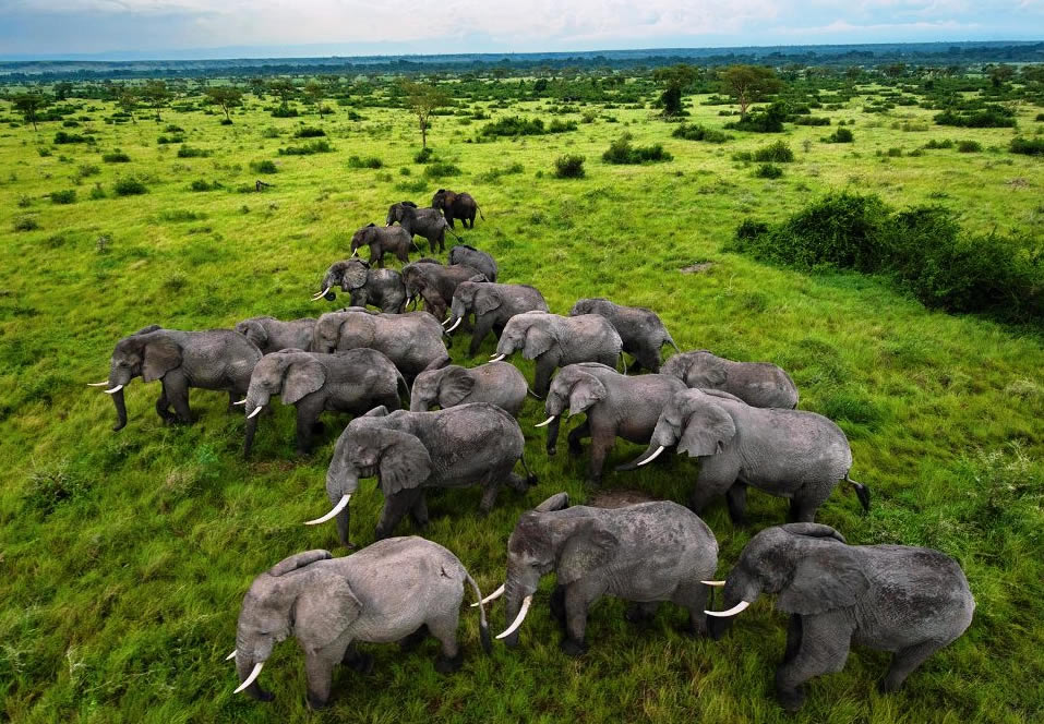 Top 5 Places to Experience Wildlife Safaris in Uganda
