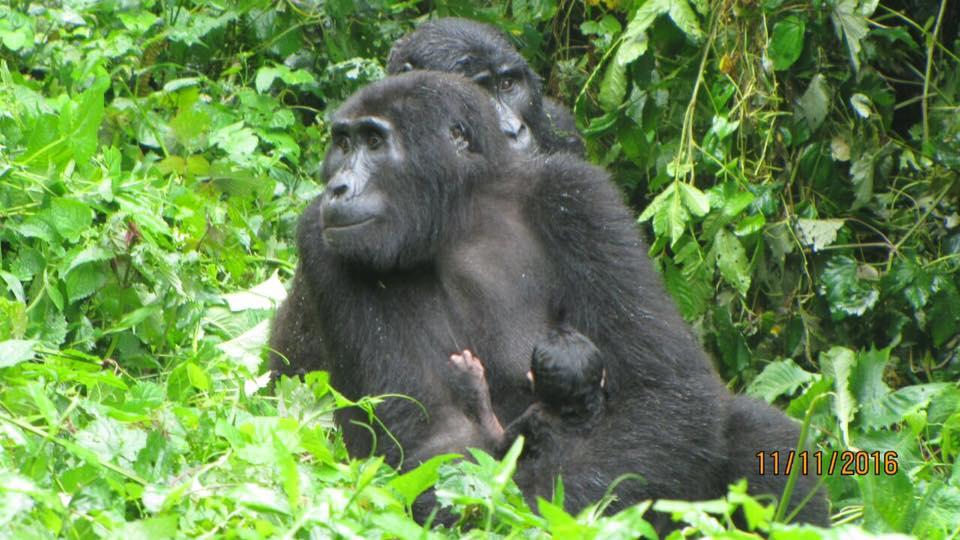 Day Trip to Uganda Gorillas